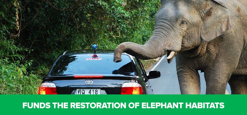 Phoenexia - Elephant Bracelet - Save Elephants From Extinction