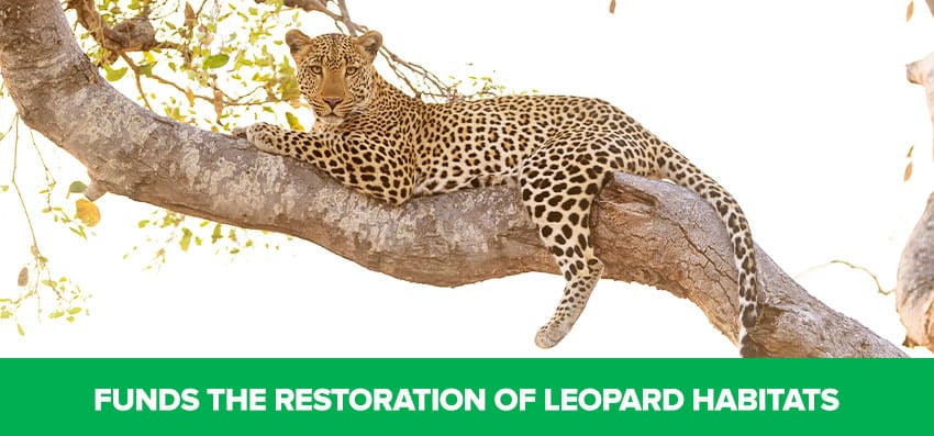 Phoenexia - Leopard Bracelet - Save Leopards From Extinction!