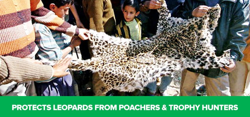 Phoenexia - Leopard Bracelet - Save Leopards From Extinction!