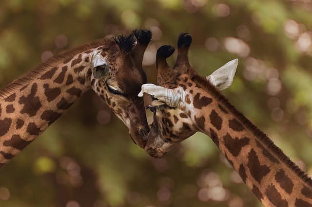 giraffe stuffed animal - phoenexia