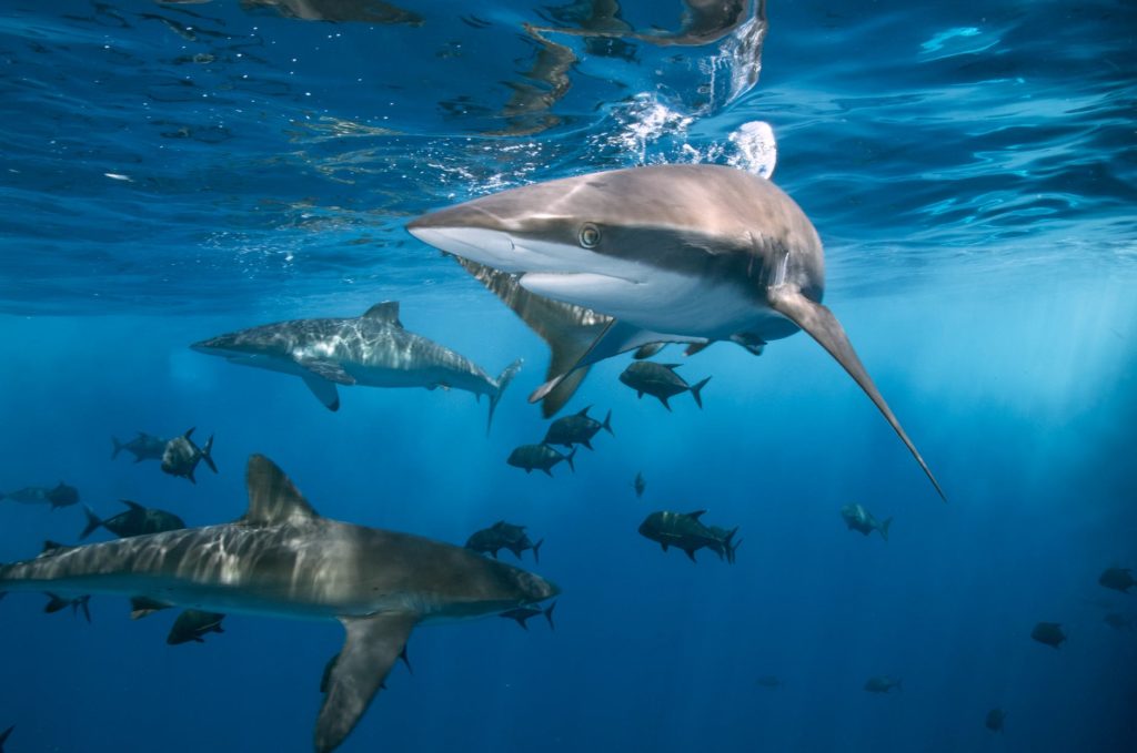 do sharks have bones - Phoenexia