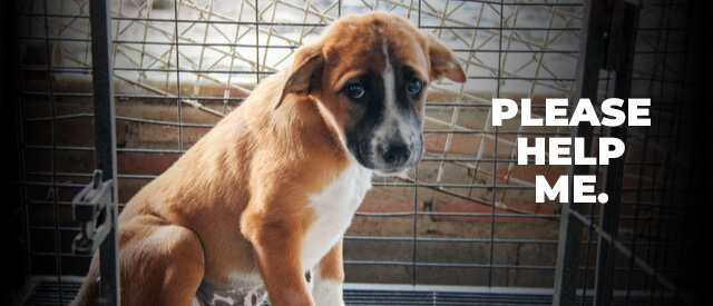 Phoenexia - Dog Rescue Gift